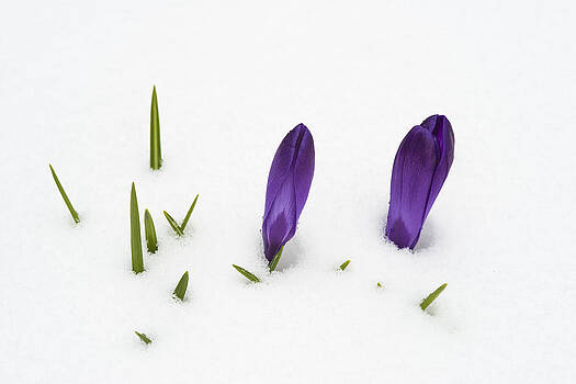 http://render.fineartamerica.com/images/images-profile-flow/350/images-medium-large-5/purple-crocus-in-the-white-snow-spring-meets-winter-matthias-hauser.jpg