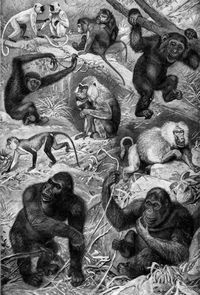 Affen. I. 1-3. Menschenhnliche Affen: 1. Gorilla (1,65-2 m; Westafrika). 2. Orang-Utan (1,35 m; Sumatra Borneo). 3. Schimpanse (1,50 m; Guinea). 4. Brauner Gibbon (0,90 m; Java). 5. Mandrill (1 m Guinea). 6. Nonnenaffe (0,40 m; Senegal). 7. Grauer Pavian (0,75 m; Abessinien). 8. Hulman (0,65 m; Ostindien). 9. Gemeiner Makak (0,55 m; ostindische Inseln).