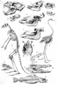 Skelett II. Skelette und Schadel von Tieren. 1. Schdel vom Lwen, 2. Marder, 3. Hasen, 4. Igel, 5. Hausschwein, 6. Hausrind, 7. Pferd. 8. Skelett vom Knguruh, 9. vom gemeinen Kranich, 10. von der europ. Sumpfschildkrte, 11. vom Frosch. 12. Schdel des Nilkrokodils, 13. der Klapperschlange. 14. Skelett des Dorsches. (S. auch Tafel: Affen II.)