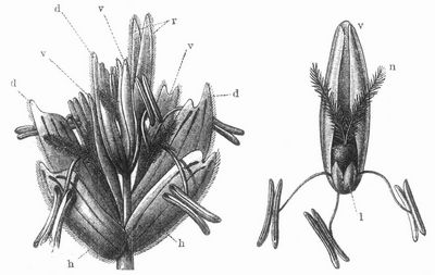 Fig. 1. Ein hrchen vom Weizen. 2. Einzelne Blte vom Weizen. h Die Hllspelzen, d Deckspelzen, v Vorspelzen, n Narben, l Bltenschppchen (lodiculae), r oberste Deckspelzen, in deren Achsel keine Blten mehr gebildet werden.