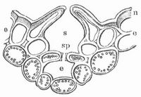 Fig. 1. Durchschnitt durch die Epidermis von Cycas.