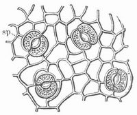 Fig. 2. Flchenansicht der Epidermis von Evonymus.