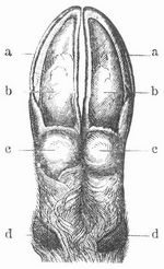 Fig. 1. Klauen. a Schalen, b Hohle, c Ballen, d Oberrcken.