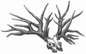 Fig. 3. Schdel und Geweih von Cervus Sedgwicki Falc. aus dem obersten Pliocn.