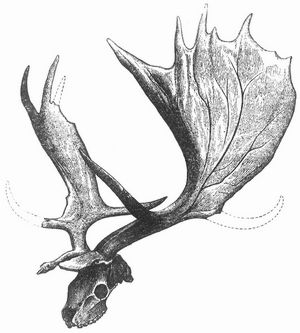 Fig. 4. Schdel und Geweih des Ruffschen Riesenhirsches (Megaceros Ruffii Nehring).