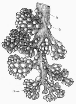 Fig. 1. Eine Bronchie nebst ihren Blschen. 14mal vergrert.