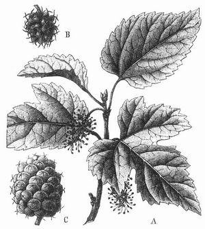 Weier Maulbeerbaum (Morus alba). A Zweig mit mnnlichen Bltenstnden, B weiblicher Bltenstand, C Frucht.