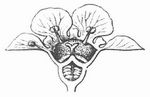 Fig. 2. Blte von Ribes rubrum; Lngsschnitt.