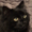 PixelCat13's icon