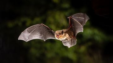 Großaufnahme einer Fledermaus mit ausgebreiteten Flügeln in der Natur. 