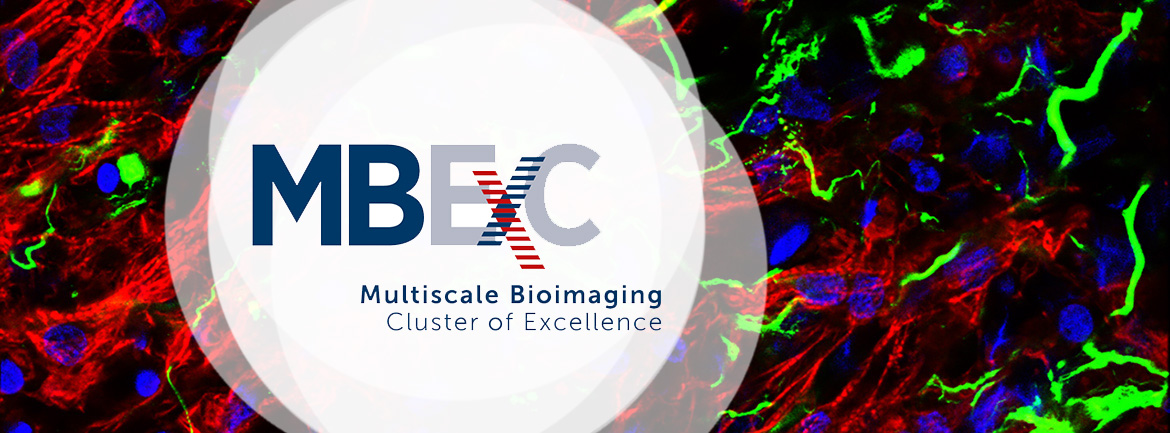 MBEXC - Multiscale Bioimaging Cluster of Excellence