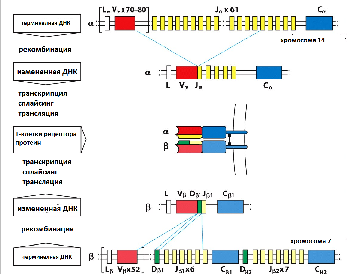 Формирование TSR рецептора в результате VDJ рекомбинации генов