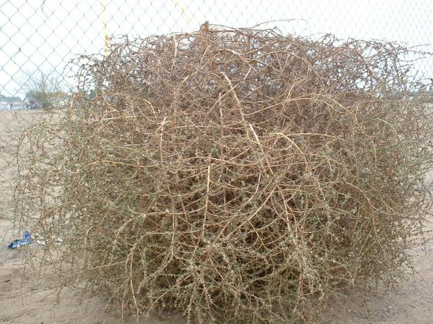 File:Tumbleweed about a meter tall.jpg