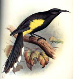 File:Exthayellowtuftedhoneyeater.jpg