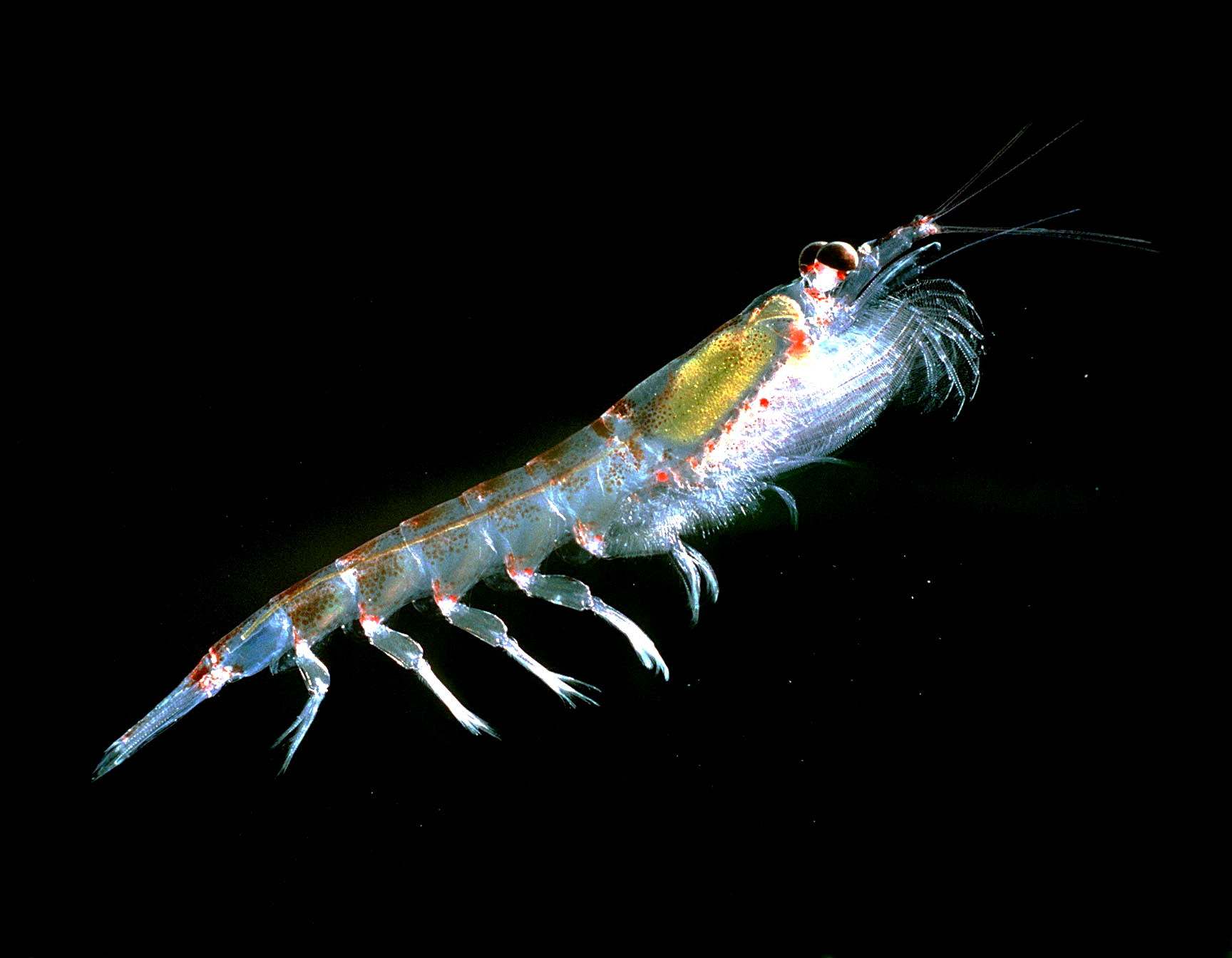 Antarctic krill