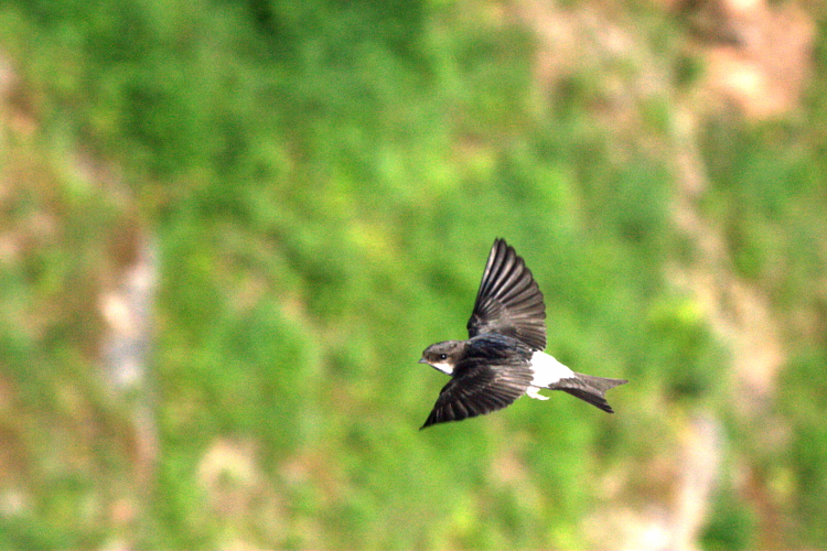 File:Hirondelle de fenêtre (Delichon urbicum) en vol.jpg