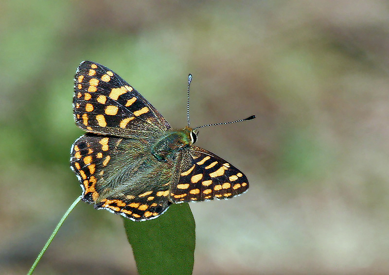 File:Butterfly (6500 ft) I IMG 6384.jpg