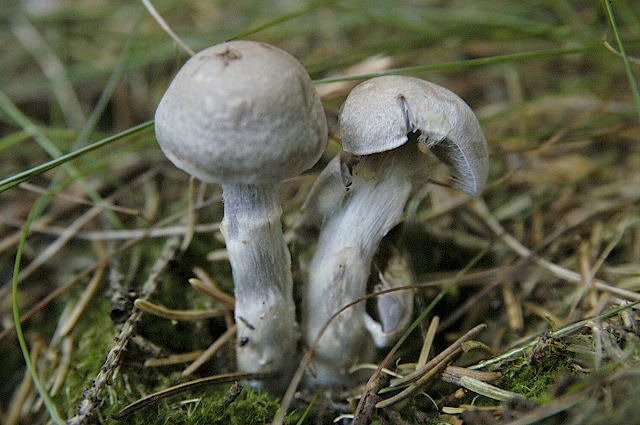 File:Cortinarius salor - Lindsey.jpg