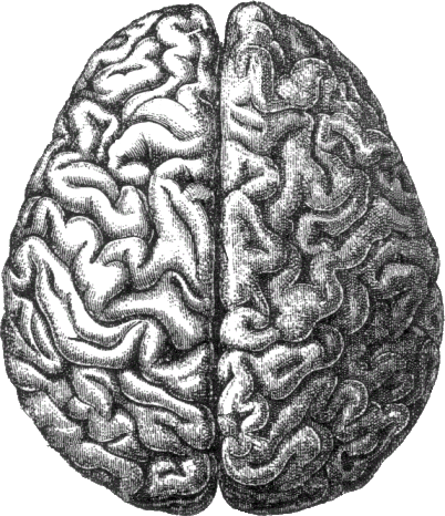 File:Human brain.png