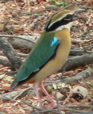 Bengalenpitta