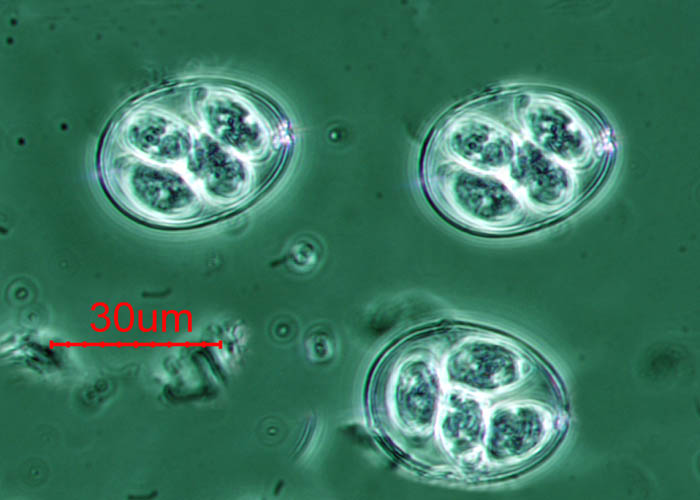 File:Emaxima oocysts usda.jpg