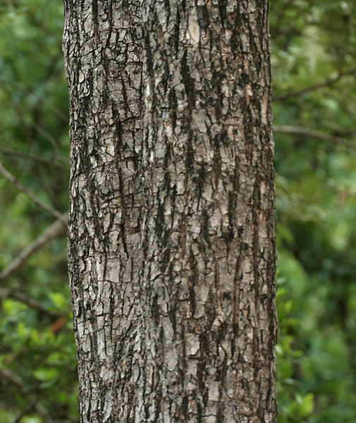 File:Terminalia muelleri trunk in Talakona, AP W IMG 8294.jpg