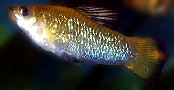 File:Limia perugiae 01.jpg