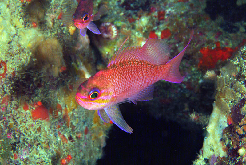 File:Anthias anthias Stefano Guerrieri1.jpg