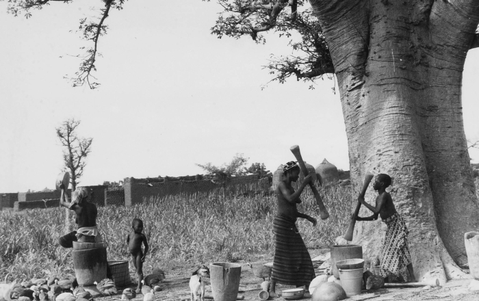 File:COLLECTIE TROPENMUSEUM Vrouwen bezig met het stampen en wannen van rijst of graan onder een baobab TMnr 20012693.jpg