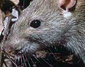 File:Rat (crop).jpg