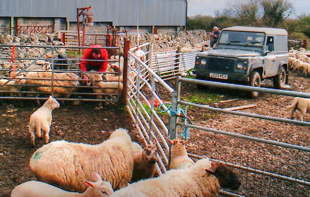 File:Attending to sheep - geograph.org.uk - 757961.jpg