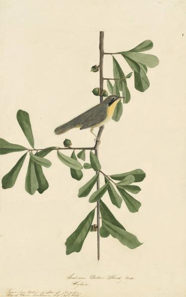 File:Common Yellowthroat (Geothlypis trichas), Study for Havell pl. 24 1863 17 24.jpeg