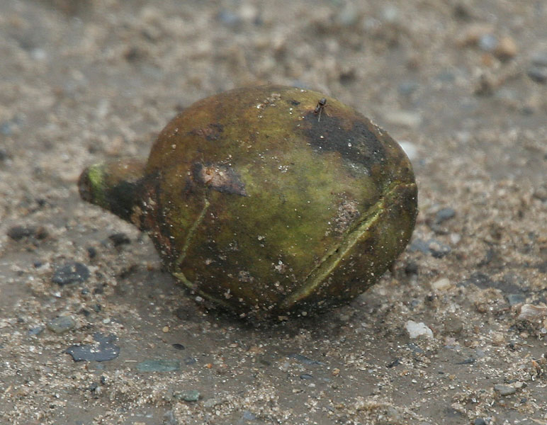 File:Harra (Terminalia chebula) fallen fruit at 23 Mile, Duars, WB W IMG 5900.jpg