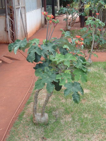 File:Jatropha3.jpg