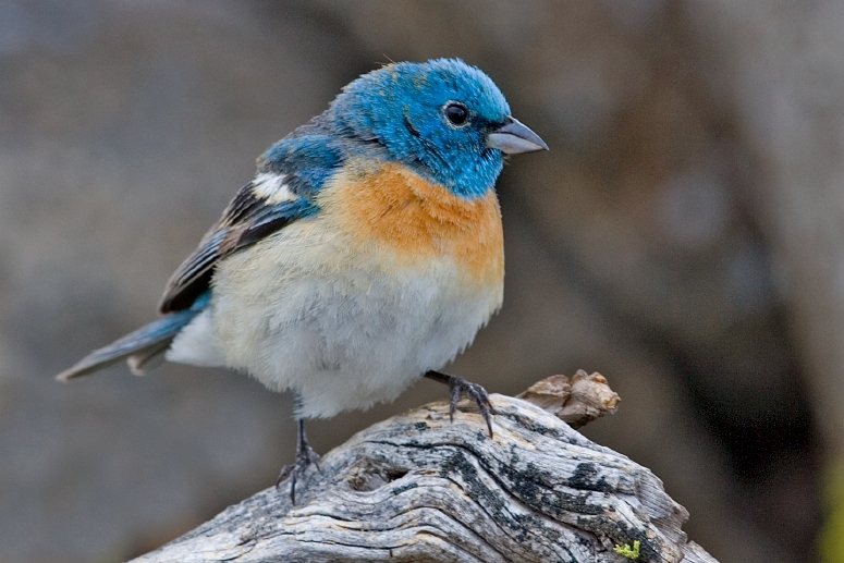 File:Lazuli Bunting.jpg