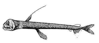 Chauliodus danae.