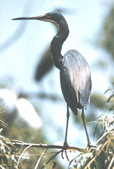 File:Tricolouredheron91.jpg