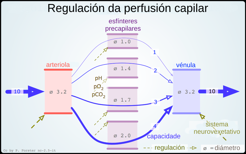 File:Regolazione perfusione capillare-gl.png