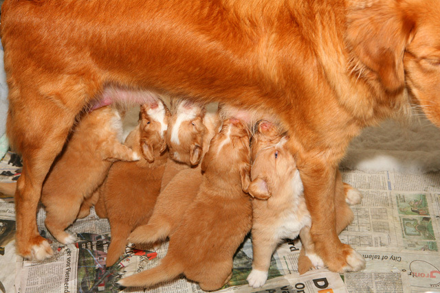 File:Nova Scotia duck tolling retriever.jpg