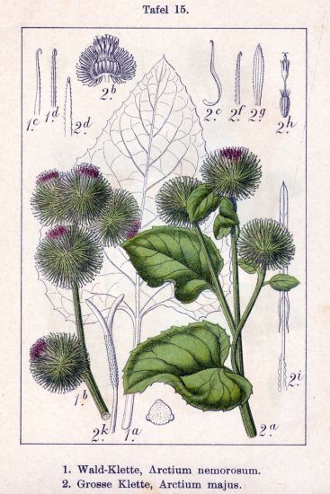 File:Arctium nemorusum.jpg