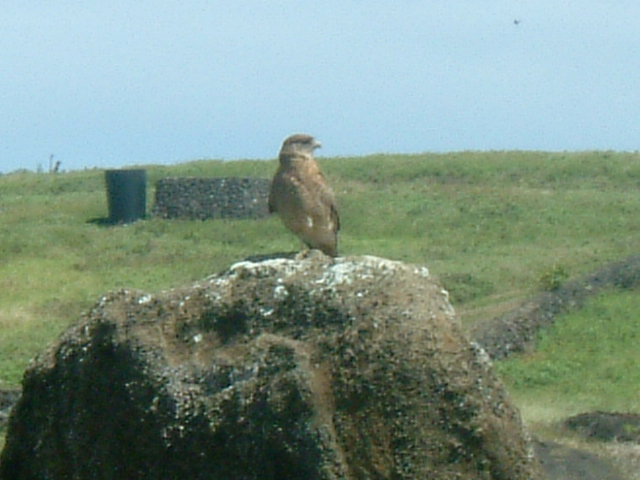 File:Oiseau (Toke toke) au sommet d'un Moaï.jpg