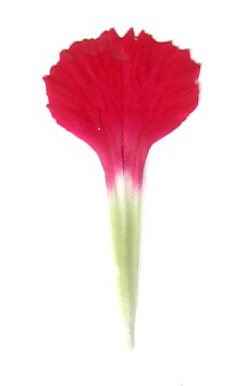 File:Dianthus clawed petal.jpg