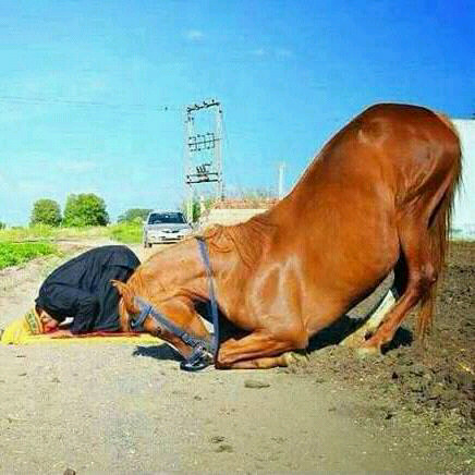 File:HORSE ANIMAL PRAYER.jpg