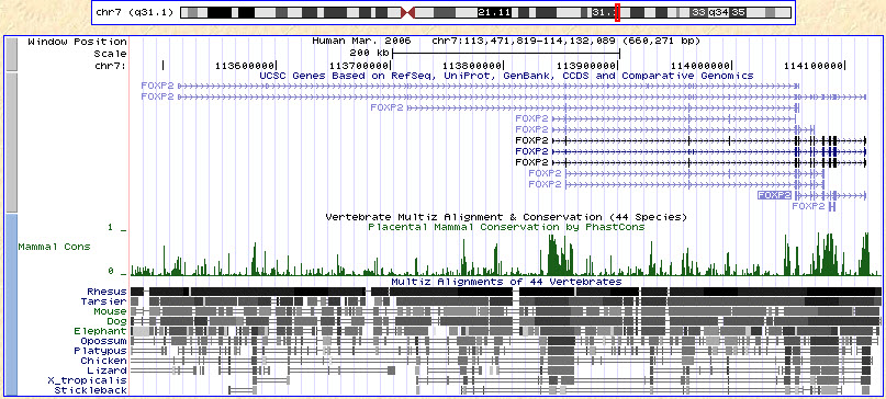 Productes gènics múltiples del gen FOXP2 (dalt) i conservació evolutiva mostrada en alineació múltiple (baix)