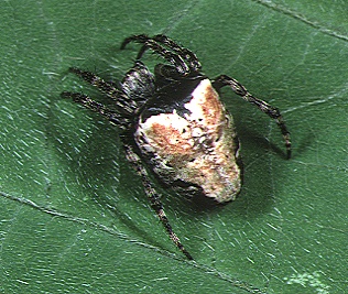 File:Eriophora.sagana.female.1.-.tanikawa.jpg