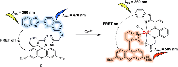 File:FRET probe for the detection of Cd2+.gif