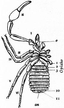 File:1911 Britannica-Arachnida-Garypus litoralis.png