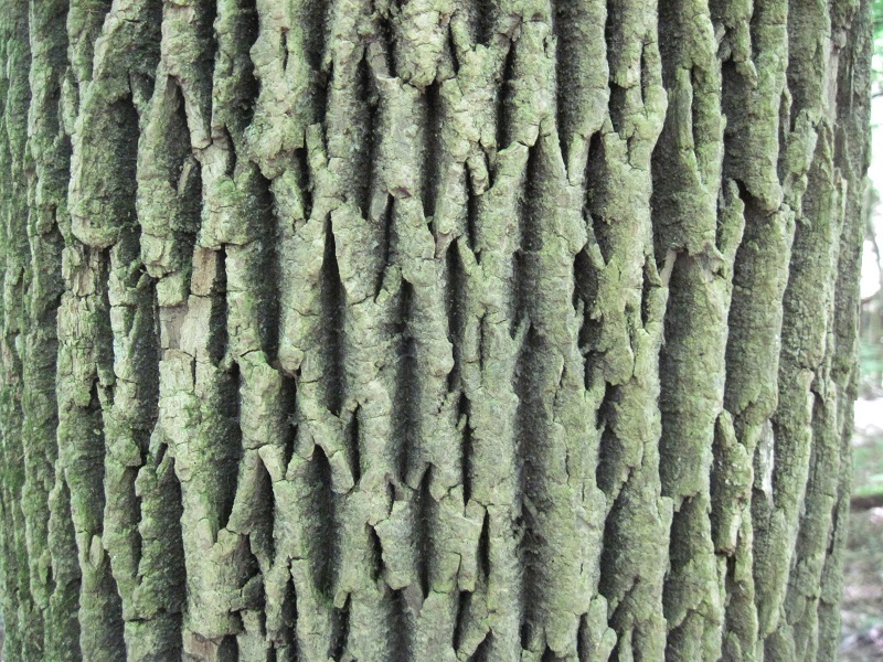 File:Fraxinus americana-bark.jpg