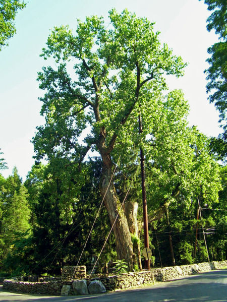 File:Balmville Tree.jpg