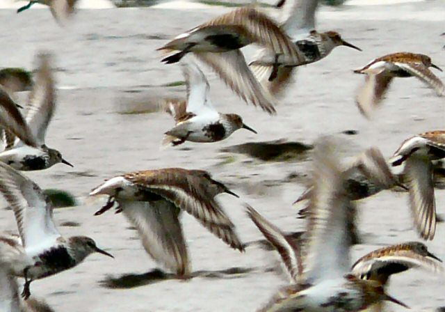 File:Dunlin flying in formation - geograph.org.uk - 1852691.jpg